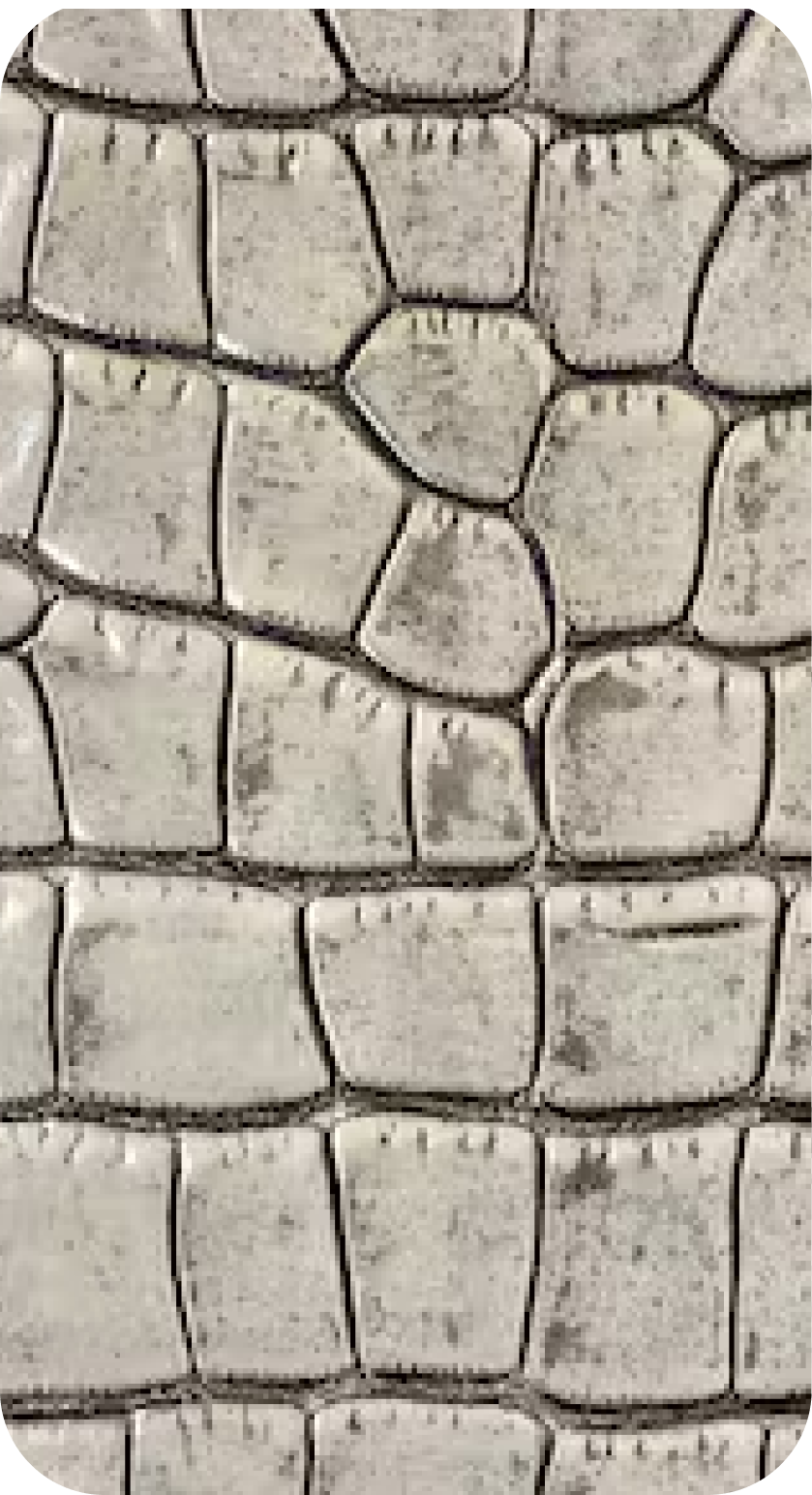 Alligator leather texture from ZYDHNEY leather collection
