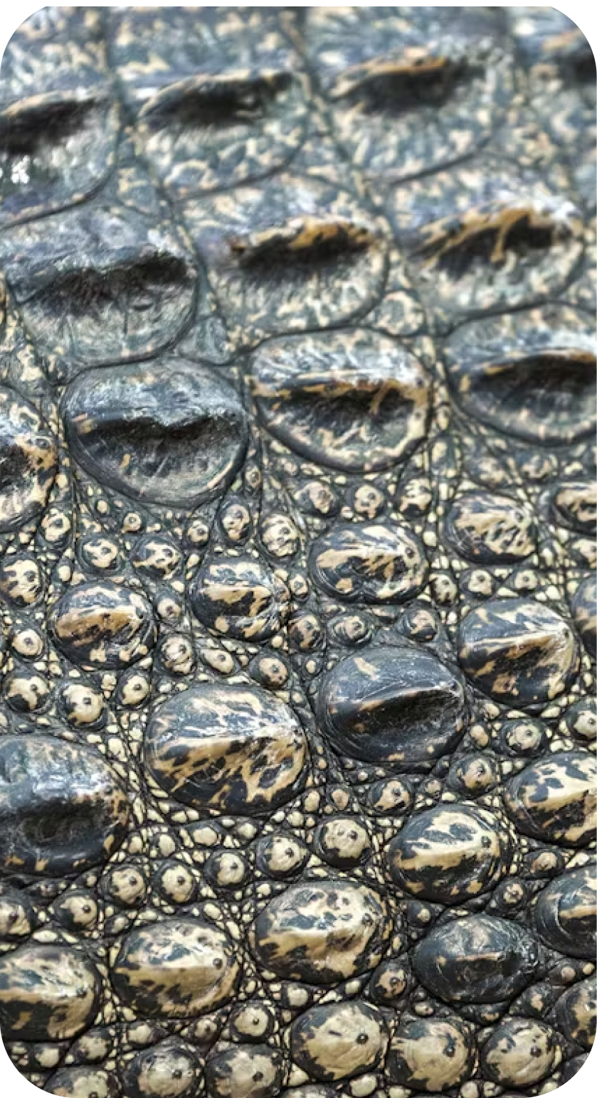 Crocodile leather texture from ZYDHNEY leather collection